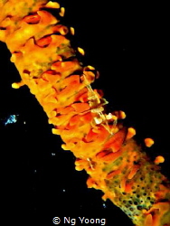 Nudibranch by Ng Yoong 